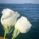 お盆に「散骨にしたい」と思ったあなたへ——横浜みなとみらい発、海洋散骨の始め方